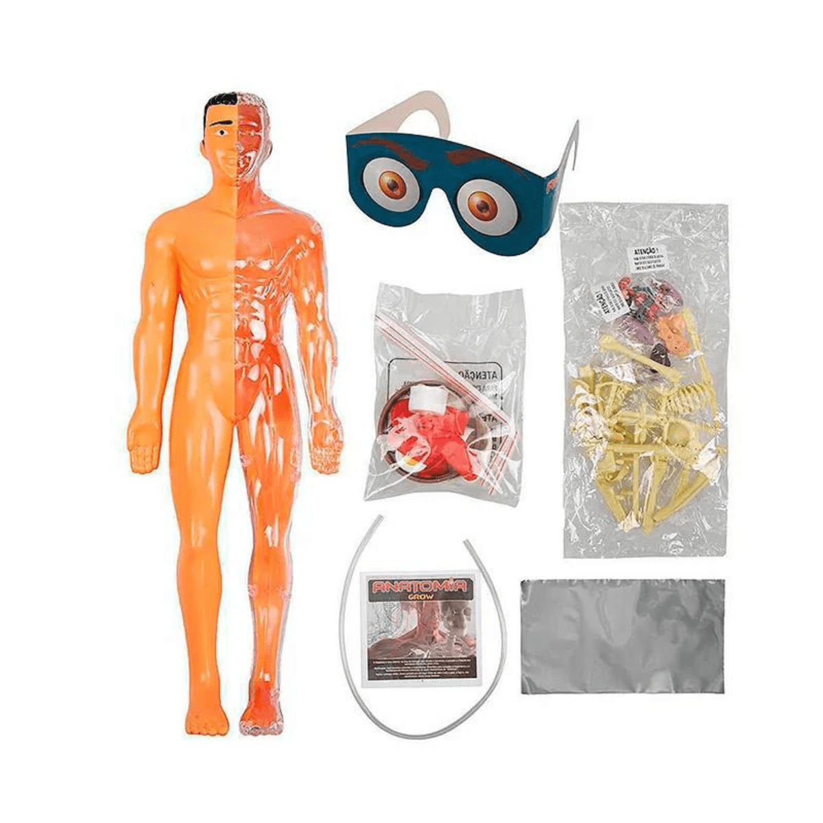 Jogo Anatomia (Orgãos e Sistema Corpo Humano) - Loja Grow